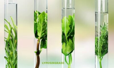 Lyposingrass