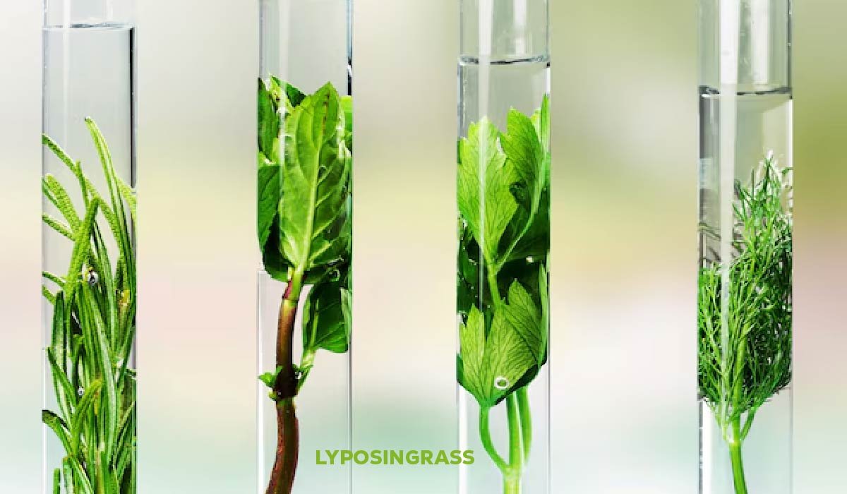 Lyposingrass