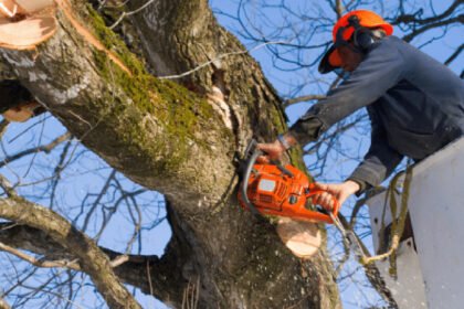 The Hidden Benefits of Regular Tree Trimming