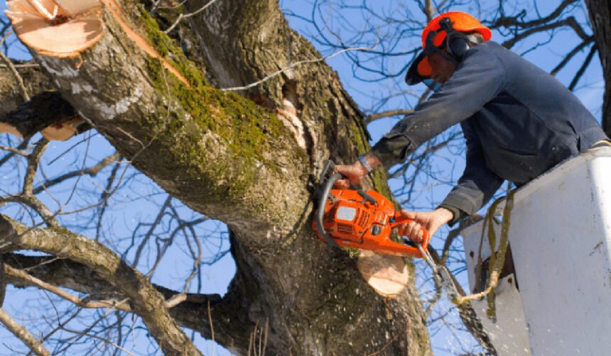 The Hidden Benefits of Regular Tree Trimming