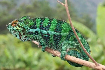 Chameleónovité