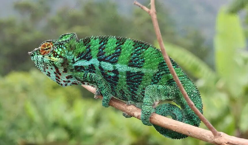 Chameleónovité