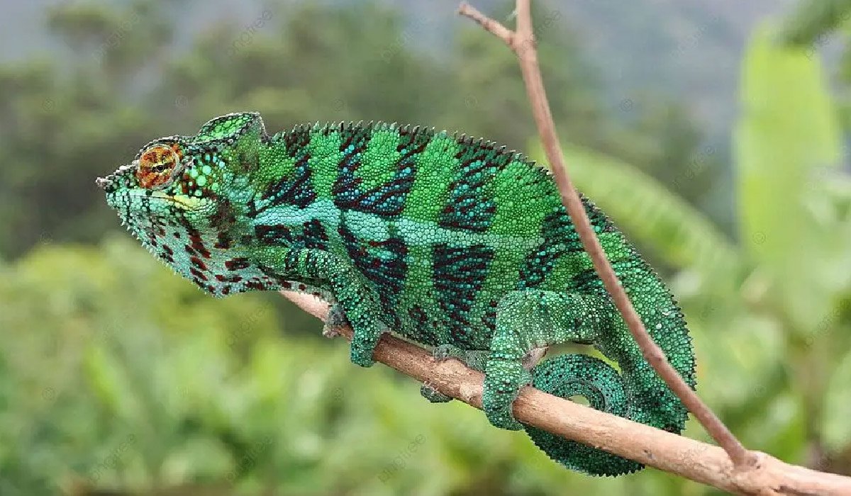 Chameleónovité: The Astonishing Reptiles That Redefine Nature's Beauty -  Dot Magazine