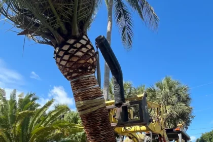 Tree Removal