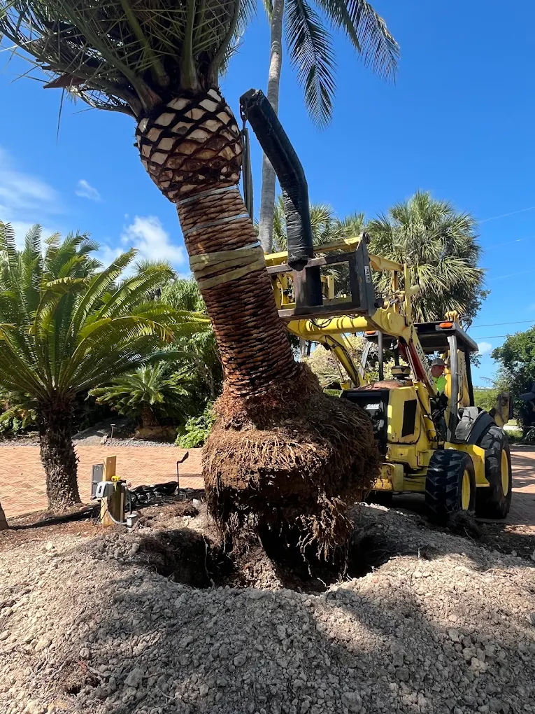 Tree Removal