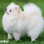 Pomerusky