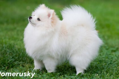 Pomerusky