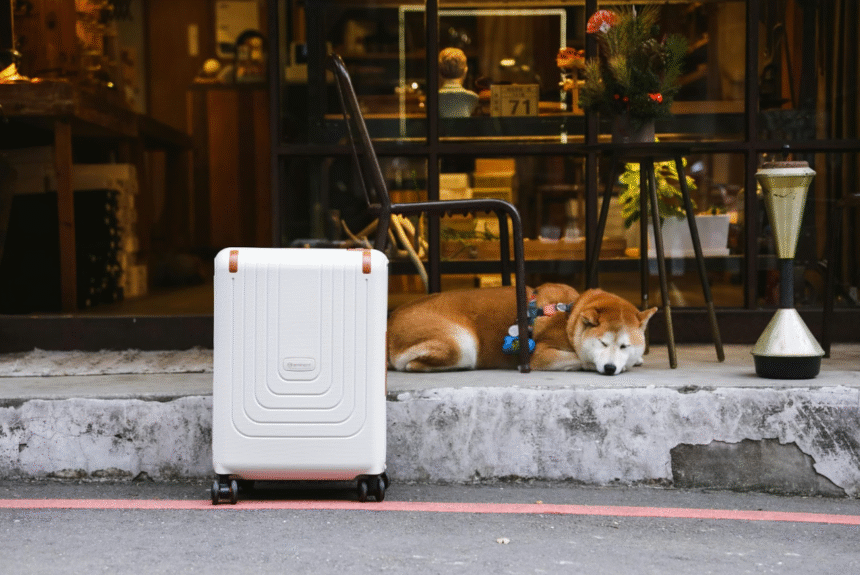 10 Travel-friendly Dog Accessories for On-the-go Pet Owners