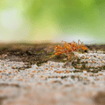 When Ants Move In, It’s Time to Show Them Out