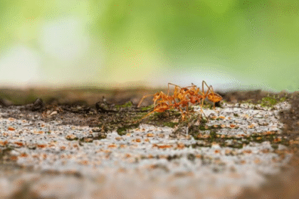 When Ants Move In, It’s Time to Show Them Out