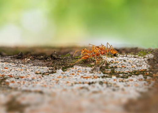 When Ants Move In, It’s Time to Show Them Out