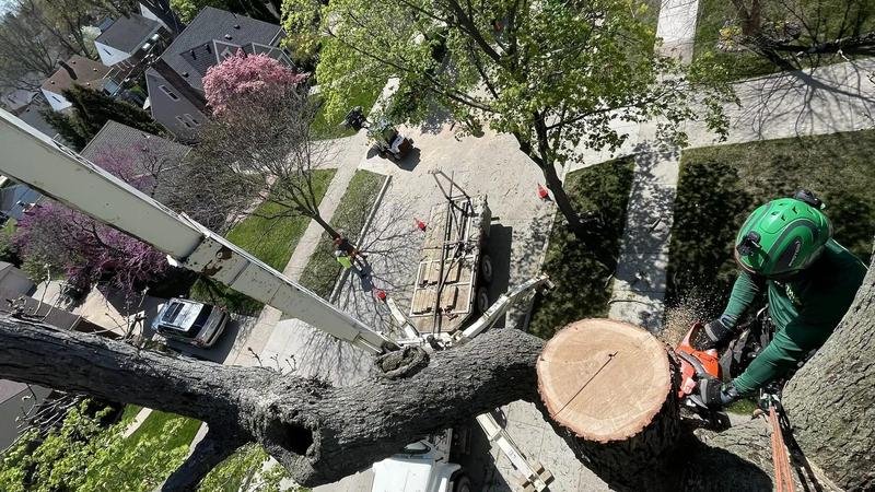 Tree Removal