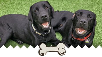 Dog Daycare