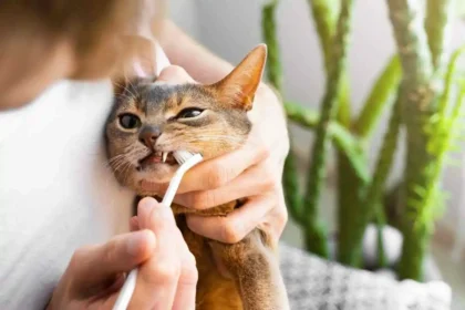 Dental Cleaning
