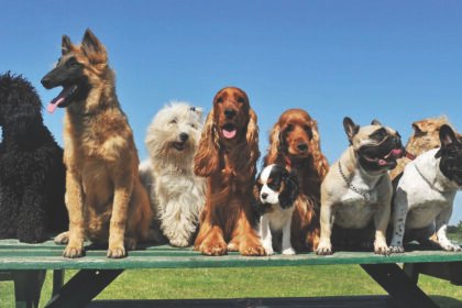 Most Popular Dog Breeds