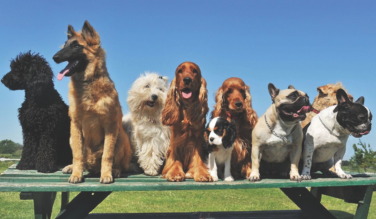 Most Popular Dog Breeds
