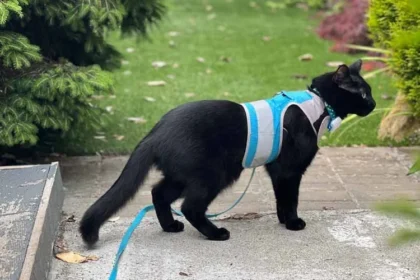 Best Cat Harnesses
