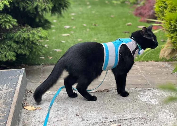 Best Cat Harnesses