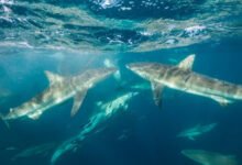 Shark Cage Diving in Cape Town