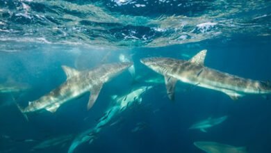 Shark Cage Diving in Cape Town
